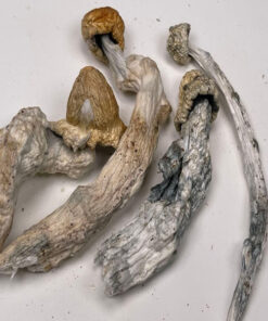 Psilocybin Psychedelic Mushrooms (Albino Penis Envy Shrooms)